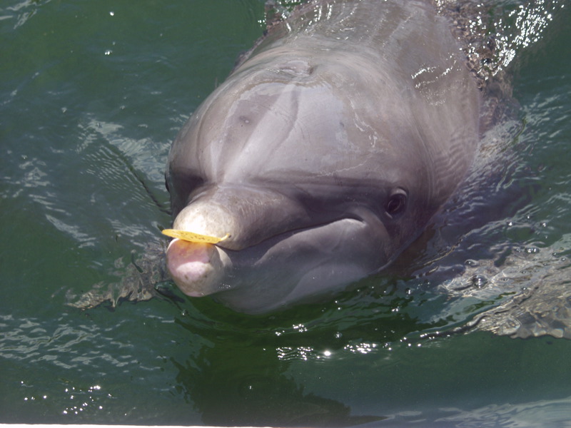 Dolphin in the water with a leaf in mouth
