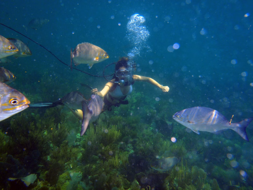 Snorkeling at John Pennekamp State Park